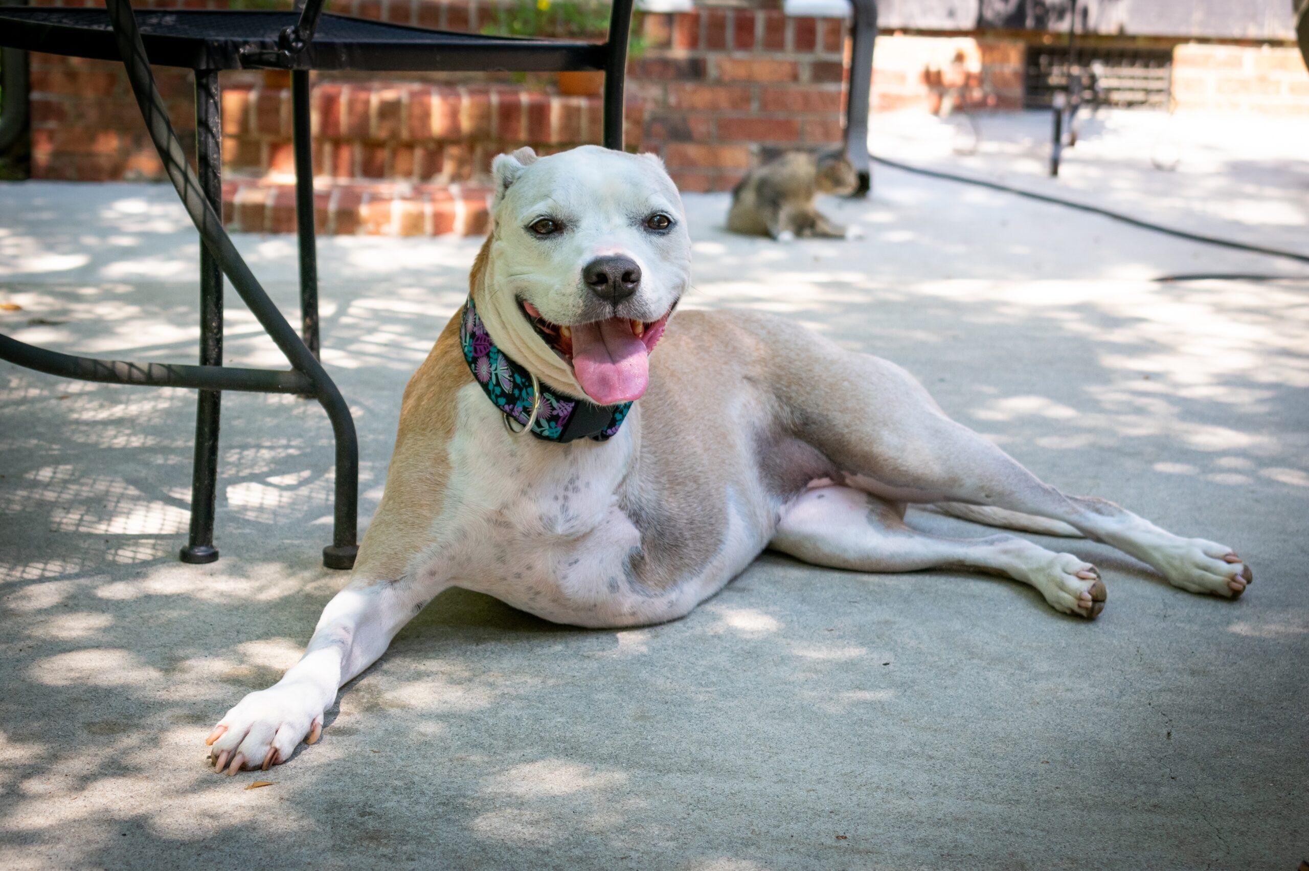 Osteosarcoma in dogs. A dog with an amputated leg sitting under a chair