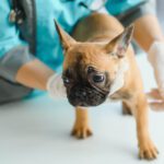 Hemangiosarcoma in Dogs