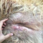 Intestinal Cancer in Dogs