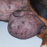Testicular Cancer in Dogs