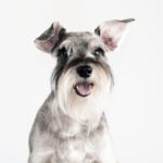 All You Need to Know About Prednisone for Dogs