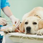Cancer in Dogs Treatment