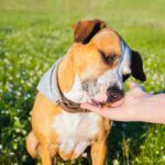 Colloidal Silver For Dogs