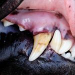 Dog with dental disease