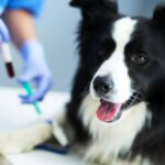 dog dna paternity test