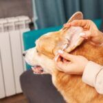 dog ear wax