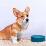 dog gut health