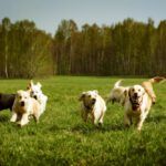 Healthiest Dog Breeds