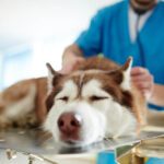 Heart Murmur in Dogs