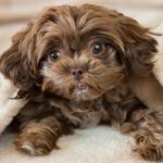 Milk Thistle for Dogs