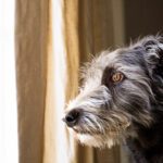 Separation Anxiety in Dogs