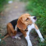 The Benefits of Nexgard and How to Use it on Your Dog