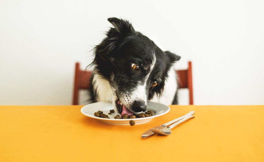 Best dog food A dog eating food from a plate while sitting at a table