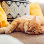 cat sleeping on couch