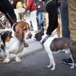 how to socialize a dog