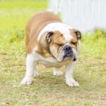 constipation in dogs