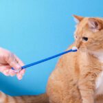 Cat Dental Care