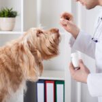 Amoxicillin for Dogs