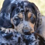 American Leopard Hound Dog