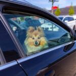 heat related pet deaths