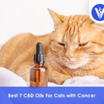 Best CBD Oils For Cats with Cancer