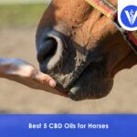 Best CBD Oil for Horses