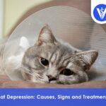 Cat Depression How to Diagnose and Cure
