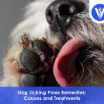 Dog licking paws remedies