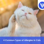 Allergies in Cats