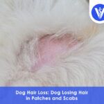 Dog Hair Loss