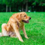 Dairy Allergy in Dogs