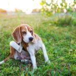 Lamb Allergy in Dogs Can Dogs be Allergic to Lamb A dog scratching its ear