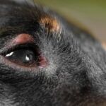 Eyelid Lumps in Dogs