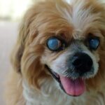 Glaucoma in Dogs