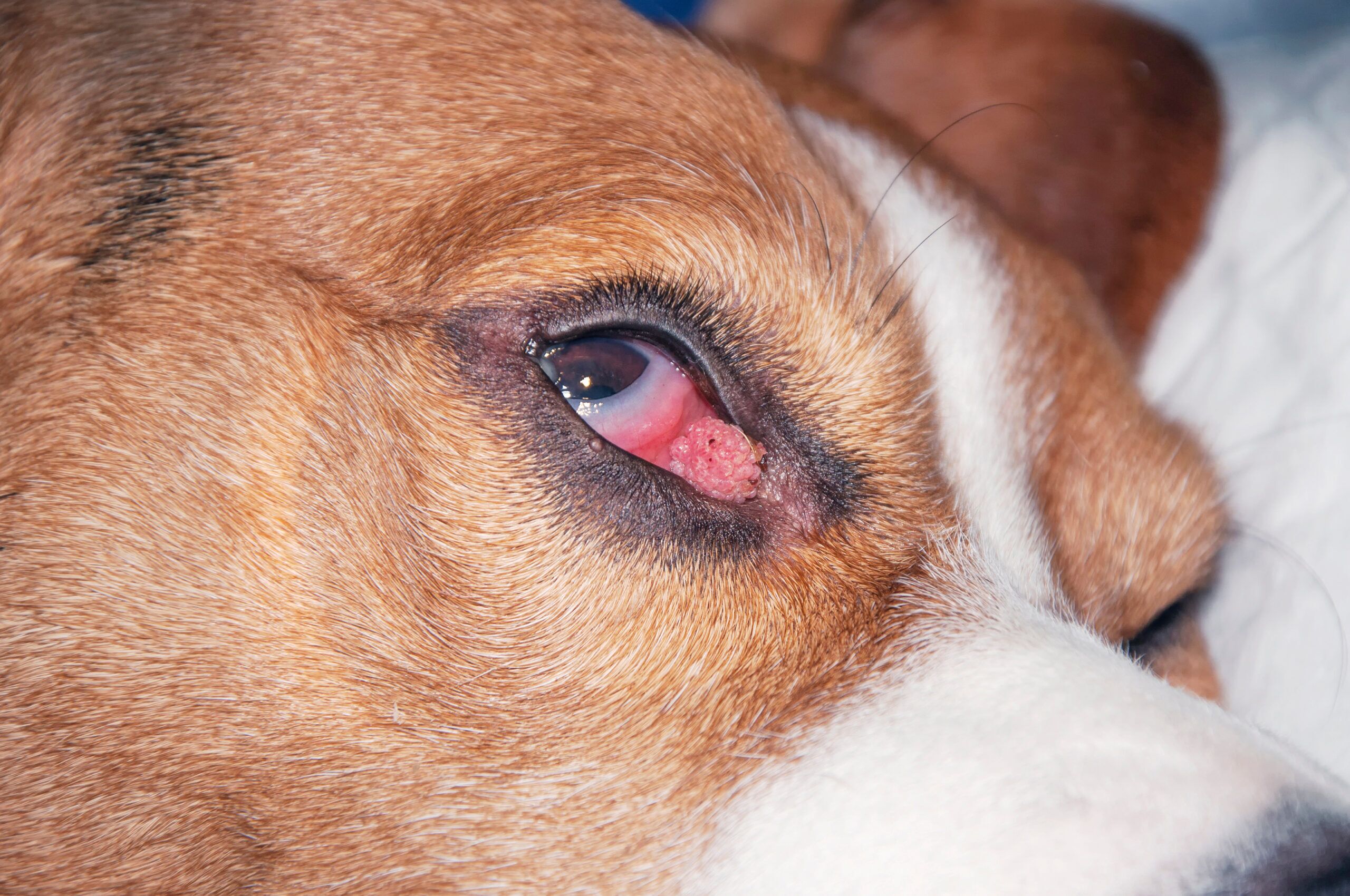 Meibomian Gland Tumor Dog
