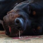 Nasal Discharge in Dogs