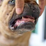 Oral Tumors in Dogs