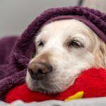 Pneumonia in Dogs