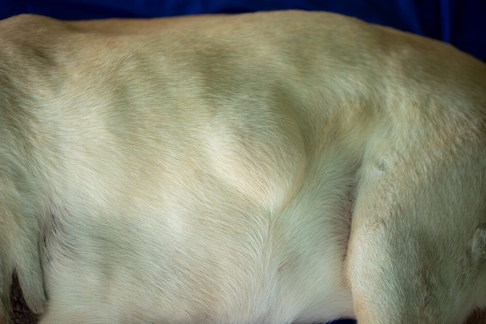 DogLipomaAGuideforConcernedPetParents TotalVet Dog Lipoma