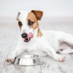 Petplate