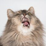 cat crying