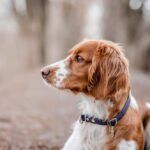 dog eye