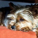 Dog Seizures
