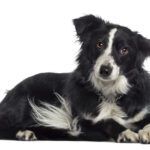 Goats Milk for Dogs