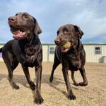 Previcox for Dogs