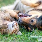 Simparica for Dogs and Cats