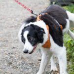 Dog with UTI