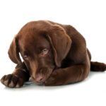 Using Neosporin on Dogs