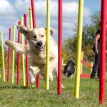 how to become a dog trainer