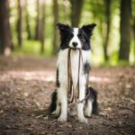 how to find a lost dog